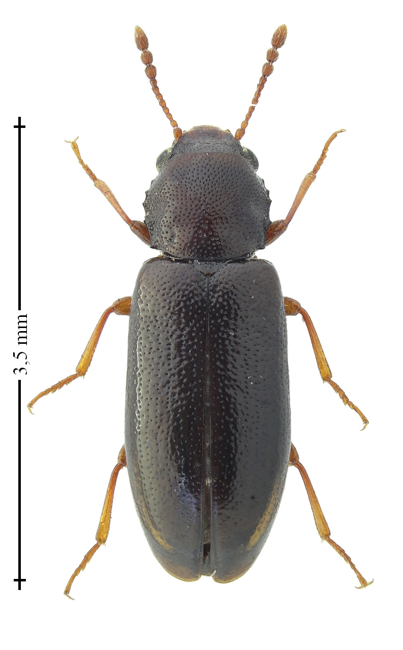 Salpingidae